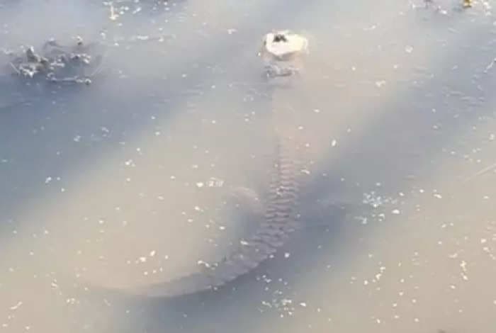 Video shows an alligator 'frozen' in ice during a cold blast in Texas — but it's still alive       