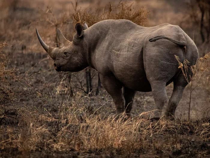 First successful IVF rhino pregnancy could save the Northern White Rhinoceros from certain extinction