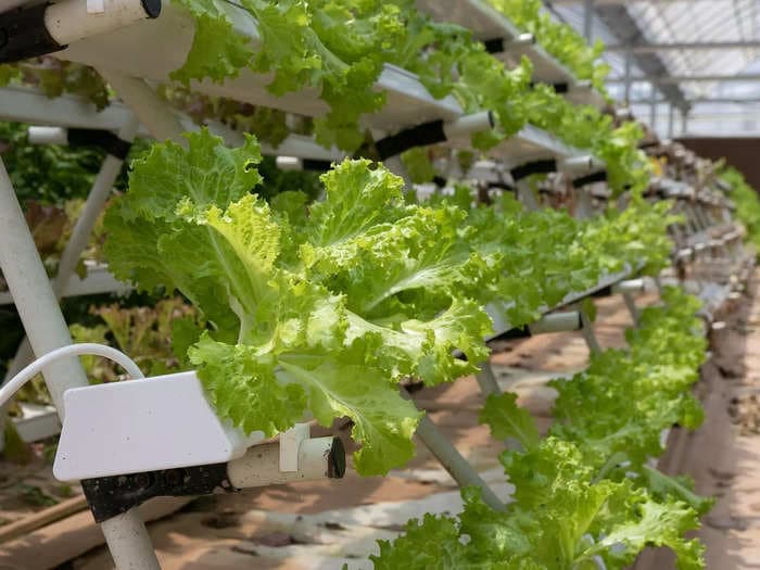 City farms emit six times more greenhouse gases compared to typical agricultural fields: study