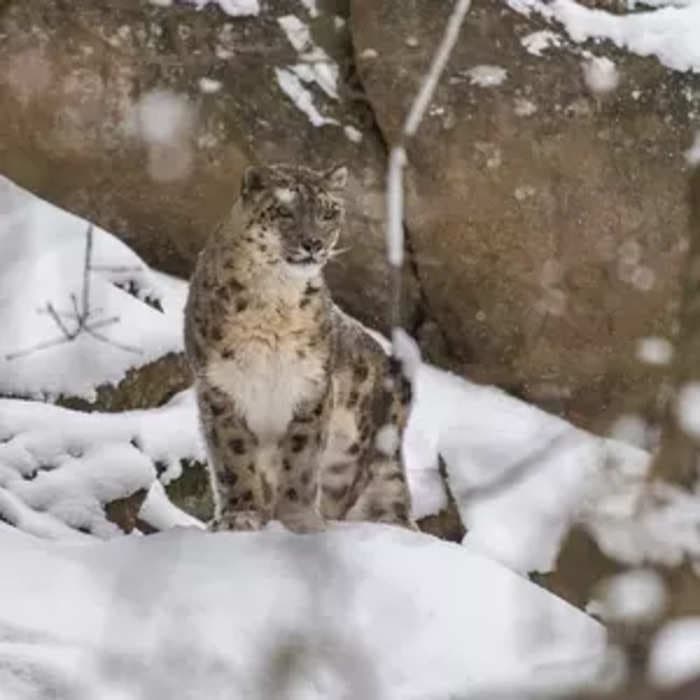India home to 718 snow leopards; 241 caught on camera