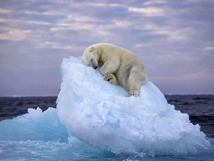 An amazing photo of a polar bear napping on an iceberg is driving a conversation about the climate crisis