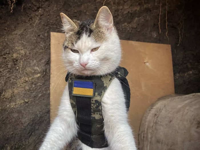 Cats: Ukraine's secret weapon in the war with Russia