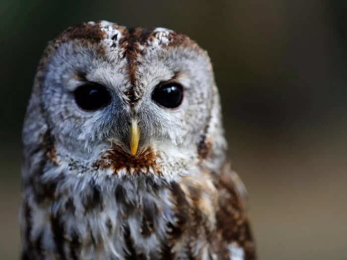 Superb Owl weekend has arrived! Enjoy the fruits of your typo.