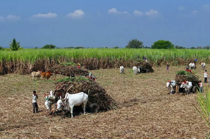 Cabinet approves hike in sugarcane FRP by ₹25 to ₹340 per quintal for 2024-25 season