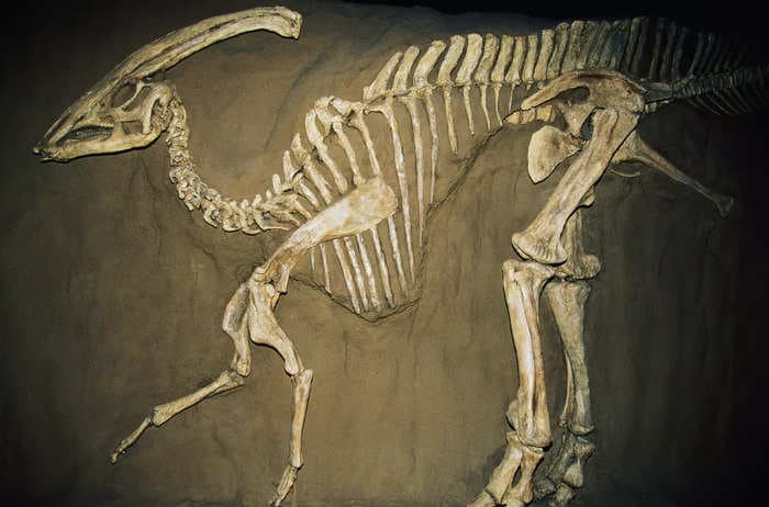 A man stumbled upon a 70-million-year-old dinosaur fossil but kept it secret for 2 years 