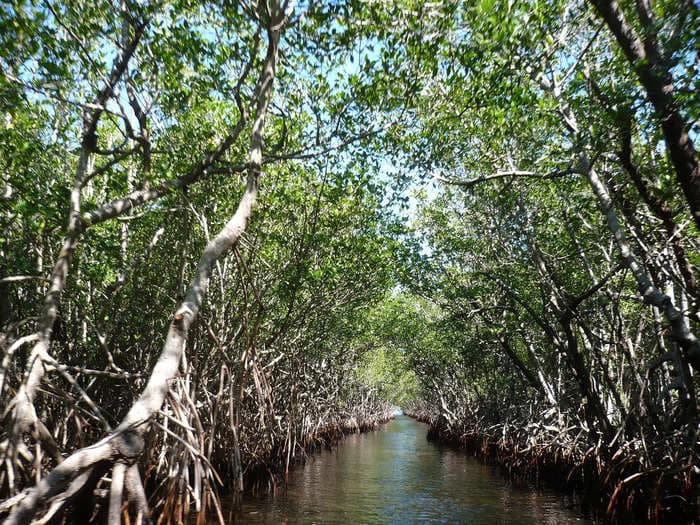 The Earth's mangroves could end up emitting 500 times more carbon by the end of the century, study warns