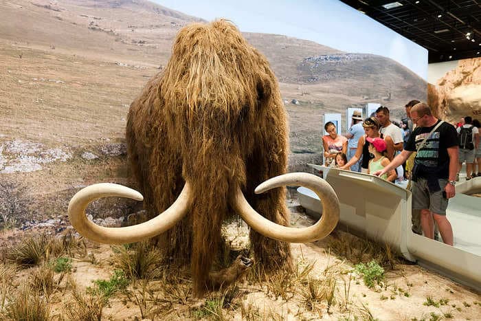 $1.5 billion startup says it's getting close to bringing the woolly mammoth back from the dead with elephant cells