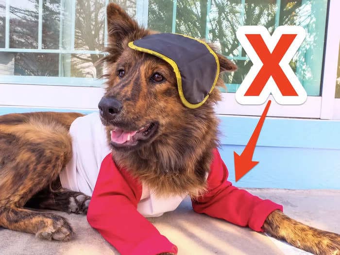 Veterinarians reveal the 10 things you shouldn't splurge on for your pets