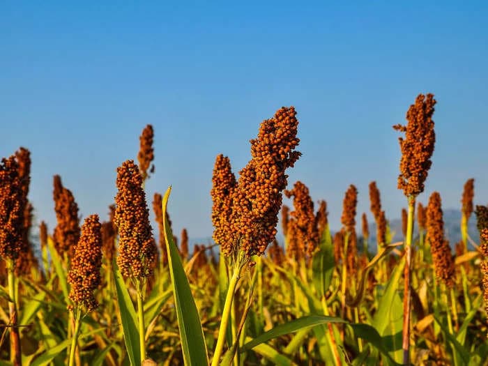 Millet push increased farmers' income 10-20% in Uttarakhand: IIM Kashipur study