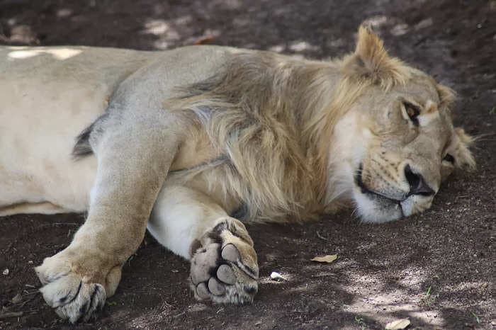 Won't tolerate that you are killing lions every day: Guj HC tells Railways