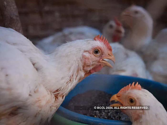 Research unveils the key moment that transformed chickens into the economically relevant animals that they are today