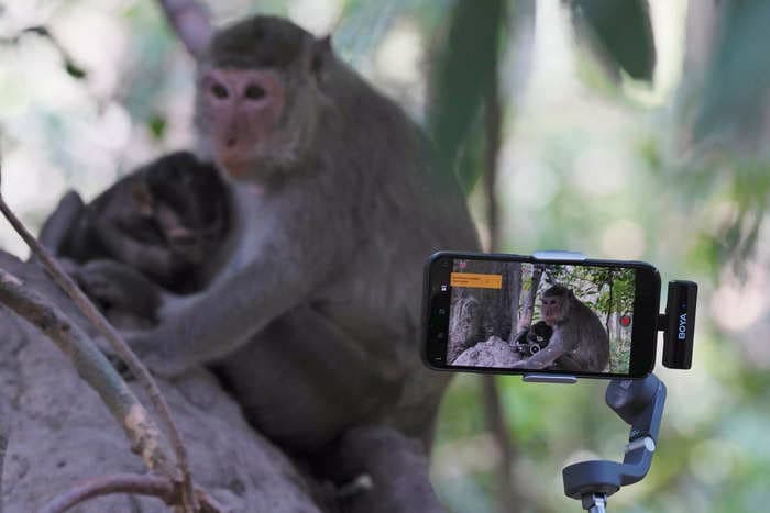 Cambodia says YouTubers are tormenting monkeys for clicks, and it plans to punish them