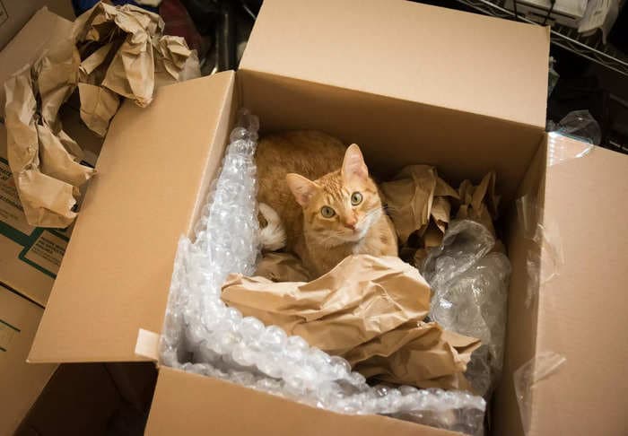 A couple accidentally shipped their cat in an Amazon return package. It arrived safely 6 days later, hundreds of miles away.