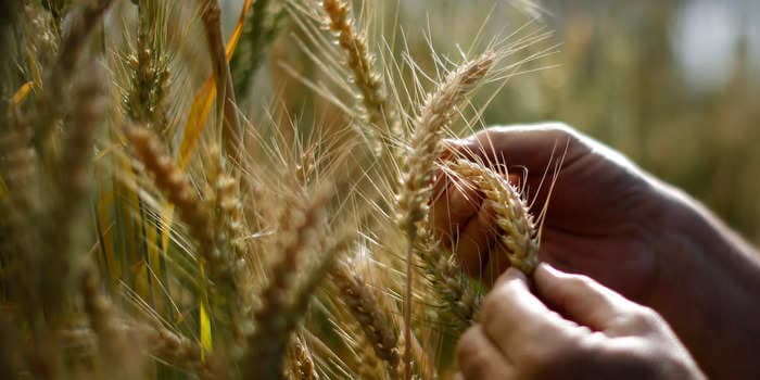 Wheat prices have surged to 8-month highs amid global conflict and extreme weather