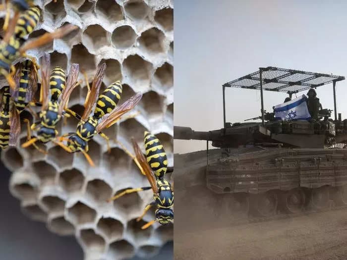 11 Israeli soldiers hospitalized for wasp stings after their tank ran over a swarm's nest in Gaza, report says