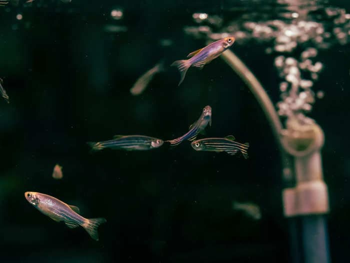 Chinese researchers sent a bunch of zebrafish to space and now they’re swimming weirdly!