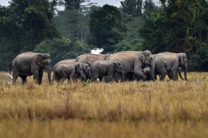 Tamil Nadu is using army-grade AI surveillance to prevent elephant deaths on railway tracks, and it’s working!