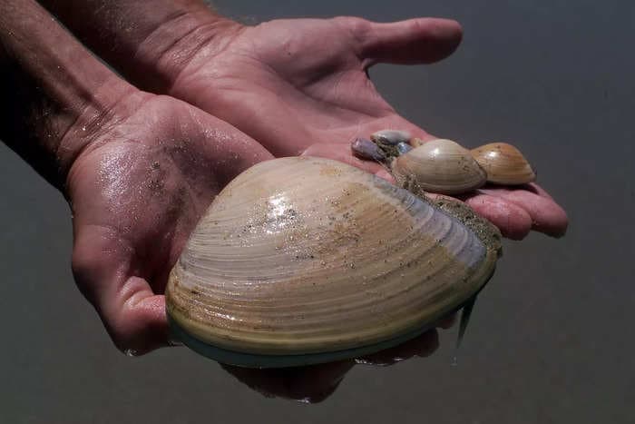 Mom fined $88,000 after her children collected 72 clams — not seashells — at a California beach