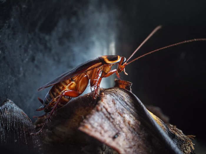 ‘German’ cockroaches most likely came from India around 2,000 years ago, say researchers