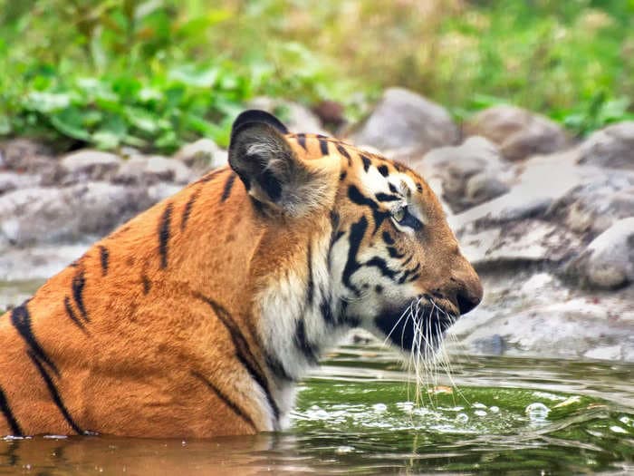 Cyclone Remal devastates major Bengal tiger habitat in Sunderbans; 100 freshwater ponds washed away