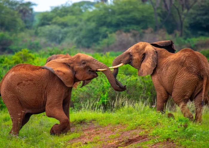 Scientists used AI to figure out elephants have names for themselves 