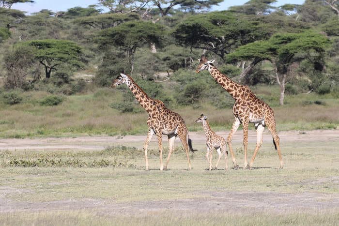 Scientists finally think they know why giraffe necks are so long