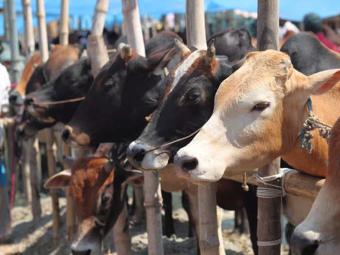 Scientists are trying to make cows sweatier to help protect the world against climate change