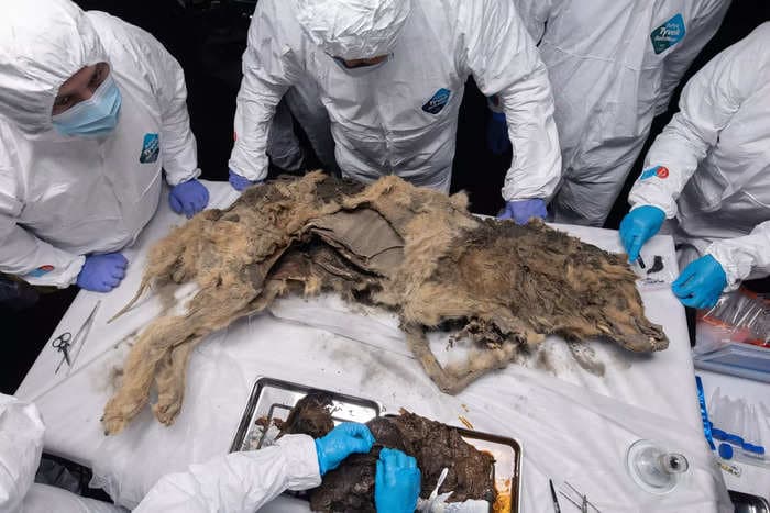 A mummified 44,000-year-old wolf is so perfectly preserved its stomach could contain remnants of its last meal