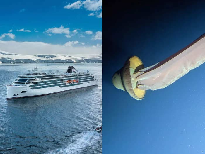 A luxury Viking cruise ship helped scientists encounter the rarely-seen giant phantom jellyfish 