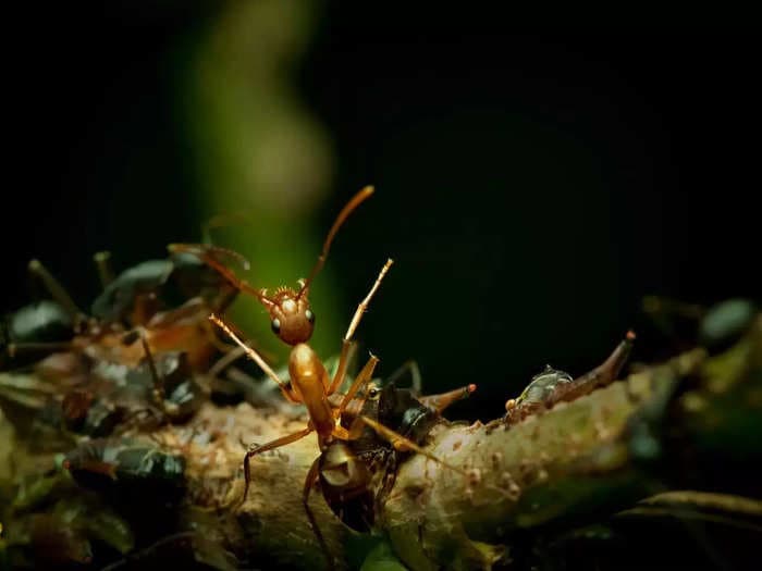 After humans, ants are now the only species found performing life-saving surgery on others of their species!