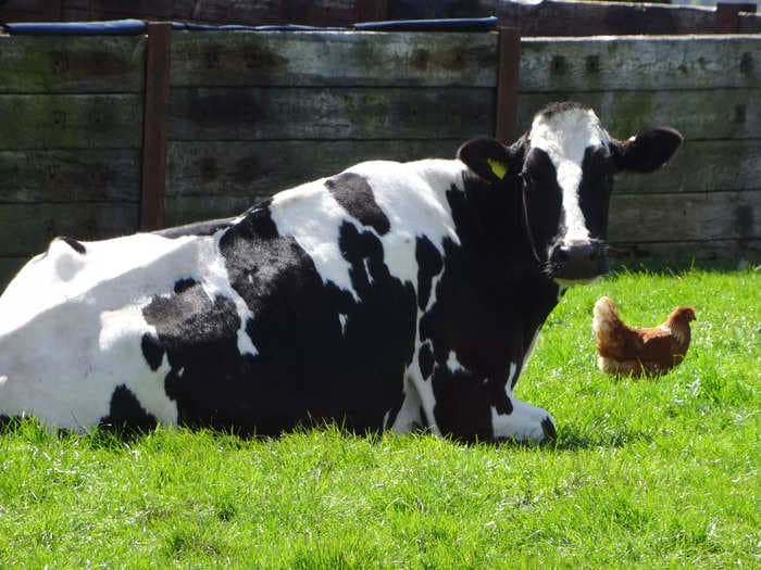 Cows are now spreading bird flu to each other — here's why that's problematic for humans