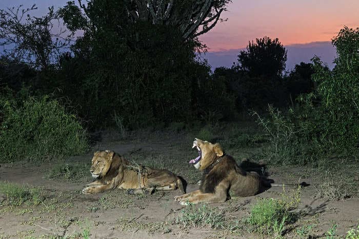 2 lions made a mile-long swim across a crocodile-infested channel in search of mates. It's a sign of how desperate the animals are getting.