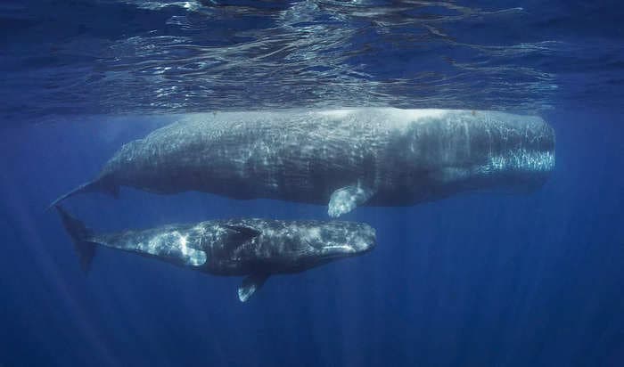 Scientists are closer than ever to deciphering the secret language of sperm whales. AI could be the key.