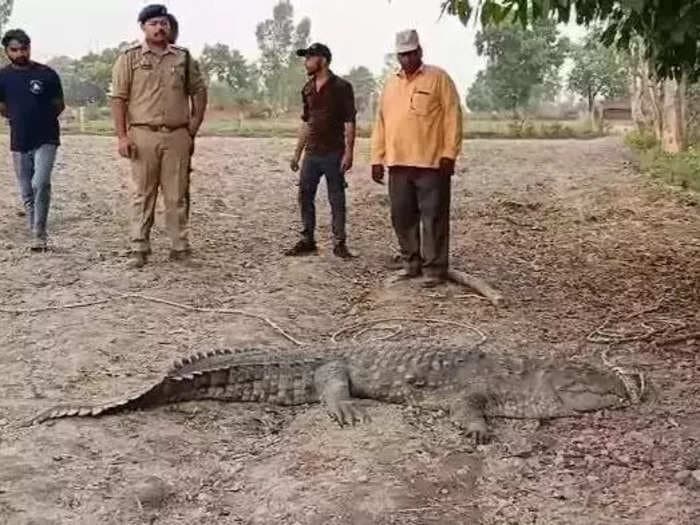 Crocodiles are leaving Vishwamitri river and entering flooded residential areas of Gujarat's Vadodara again