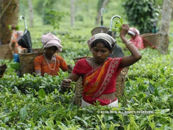 Tea production declines in June 2024