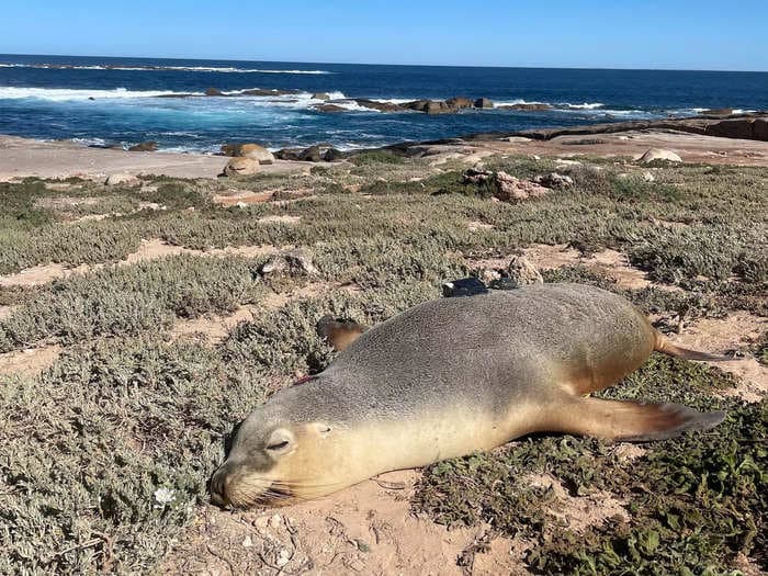 Sea lions with cameras got stunning video of never-before-seen habitats on the ocean floor, surprising scientists