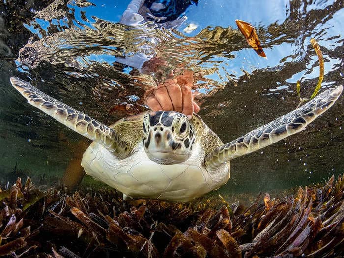 Photos from the Ocean Photographer of the Year awards show the beauty and fragility of underwater wildlife