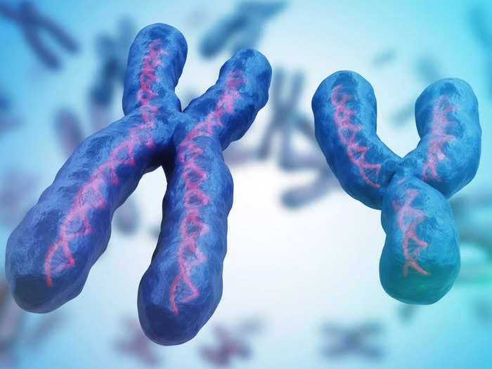 What is the Y chromosome and what does its shrinkage mean for humans?