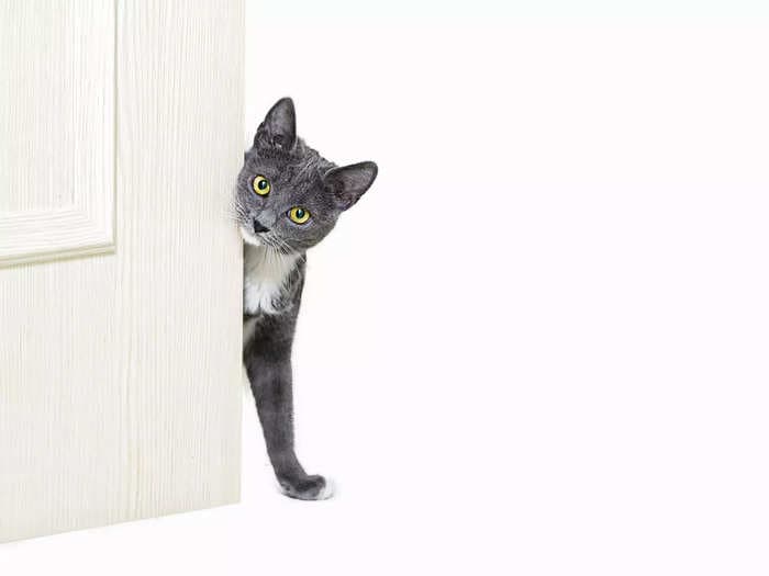 Cats hate closed doors because they get FOMO, experts say