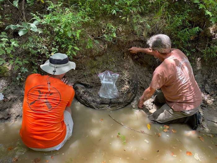 An amateur fossil hunter found a 7-foot-long mammoth tusk that's thousands of years old &mdash; take a look