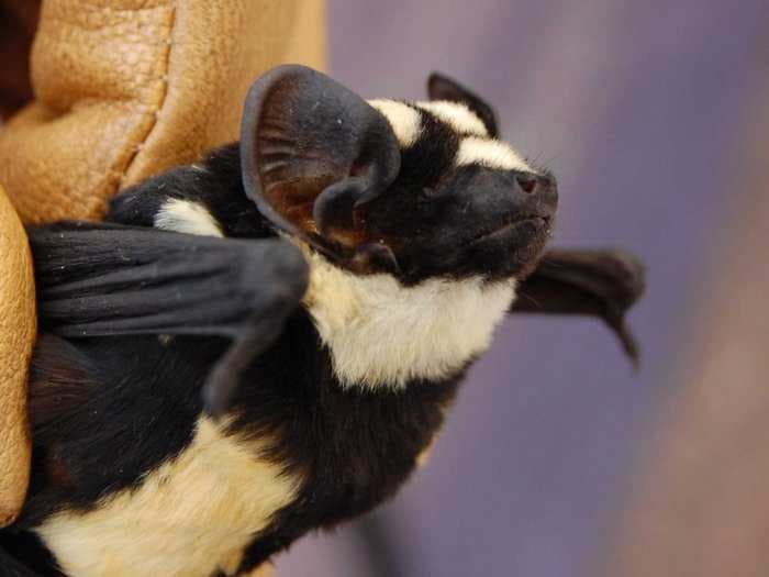 Scientists Rediscover The Super-Rare 'Badger Bat' [PHOTOS]