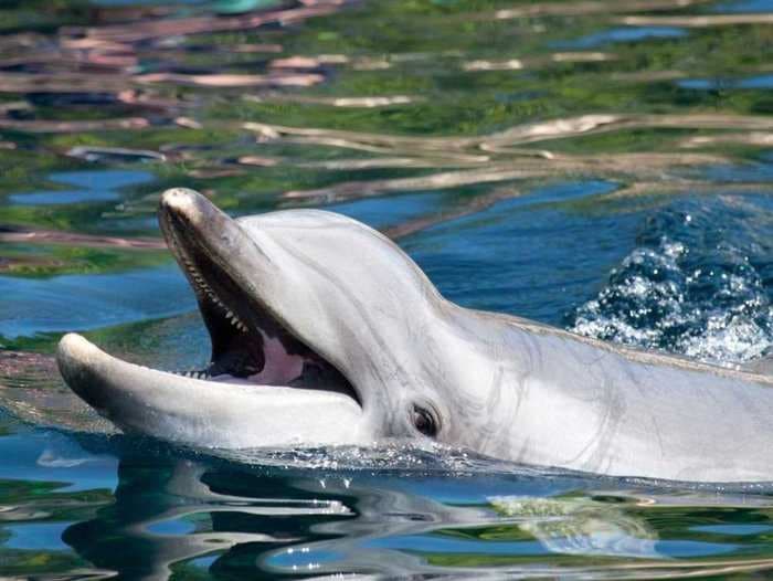 Dolphins Are Choking To Death On Fish 