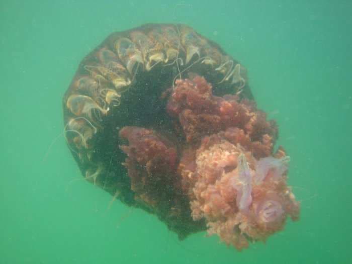 Rare Giant Jellyfish Sting Swimmers In California 