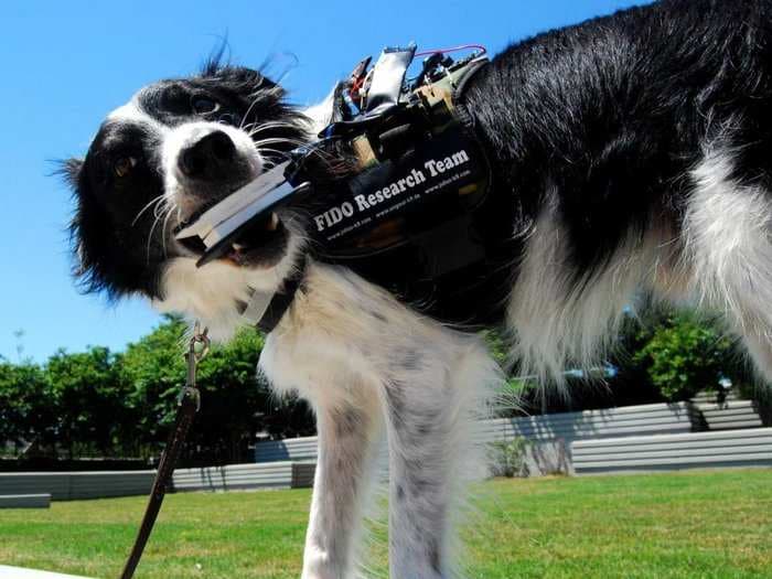 The Technical Leader Of Google Glass Is Developing Technology That Would Allow A Dog To Talk To A Human