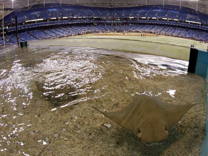 PETA Wants The Rays To Close Their Fish Tank After Miguel Cabrera's Home Run Almost Killed A Ray