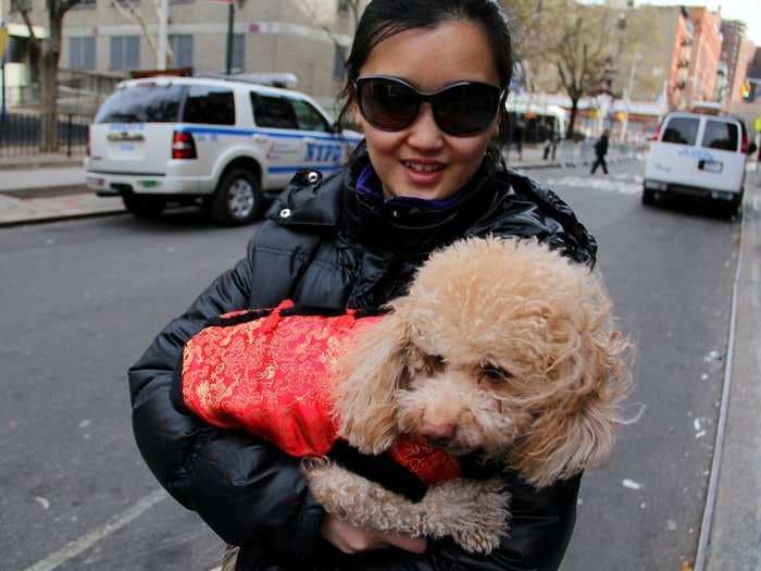 The 10 Most Pet-Friendly Buildings In Manhattan