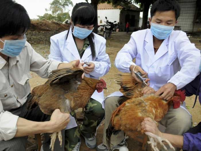 The New Bird Flu Could Be Way More Widespread Than Tests Are Showing