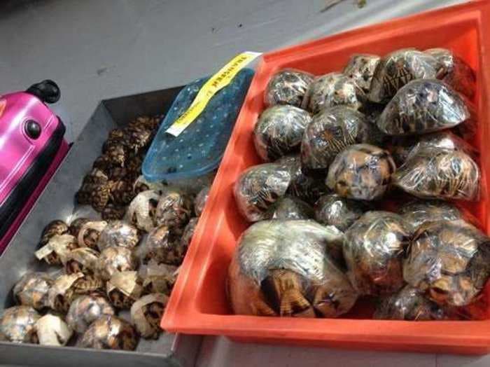 Thai Turtle Smuggler Caught With 14 Percent Of An Extremely Rare Species