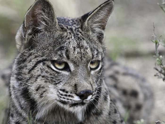 Say Goodbye To The Iberian Lynx