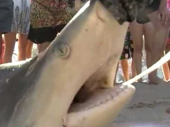 Fishermen Drag Live Shark Onto Beach Filled With Spring Breakers